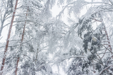 降雪后的森林