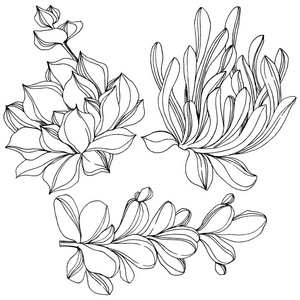 植物插图黑白图片-植物插图黑白素材-植物插图黑白插画-摄图新视界