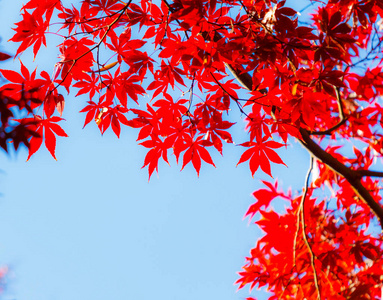 秋天，美丽的红枫叶