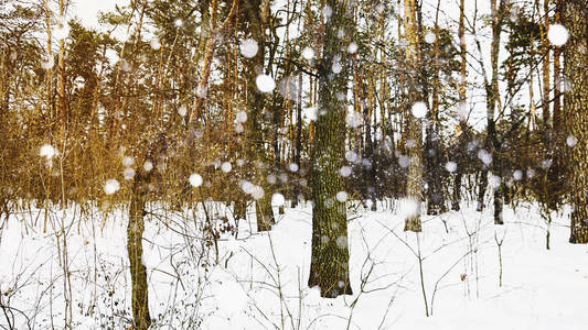 冬天的森林和飘落的雪。
