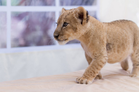 两个月大的雄性狮子幼崽的照片收藏。 非常可爱的小生物。