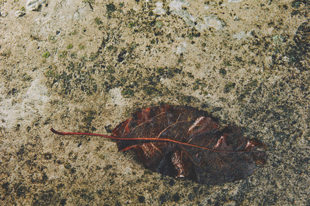 混凝土上干湿的老叶子