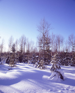 冬天是一年中最寒冷最无情最美丽的时候 有人讨厌霜冻，但冬天是生命周期的必要组成部分。 大多数植物和动物以一种或另一种形式适