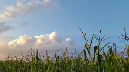 玉米。 天空背景上的玉米秸秆