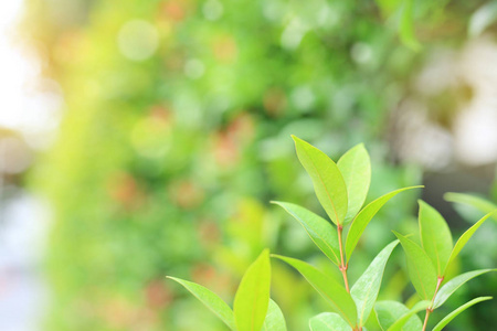 清新树叶叶子图片