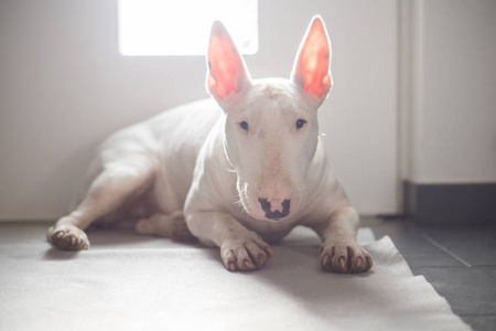 英国牛犬躺在地板上, 身后有灯光