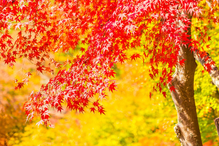 秋天树上美丽的红绿色枫叶照片