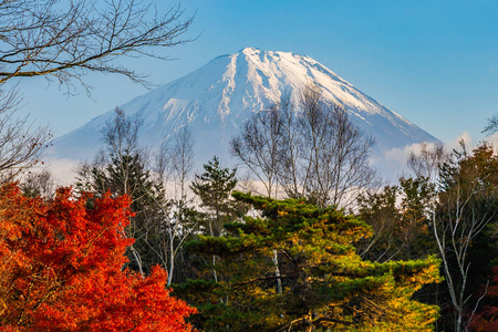 日本大林秋季湖泊四周枫叶树的富士山美景