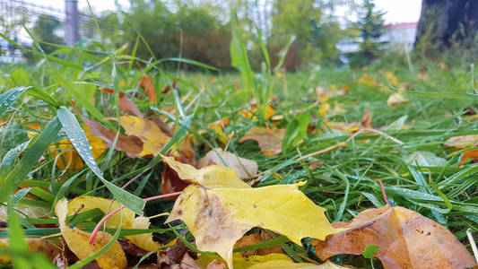 阿汉格尔斯克。 城市公园的秋天。 草地上的枫叶。 低射击。
