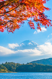 日本大林湖边枫叶树的富士山美景