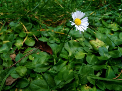 绿底红花上的洋甘菊