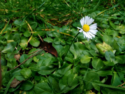 绿底红花上的洋甘菊