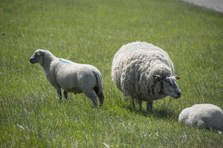 荷兰德塞尔岛堤坝上的绵羊