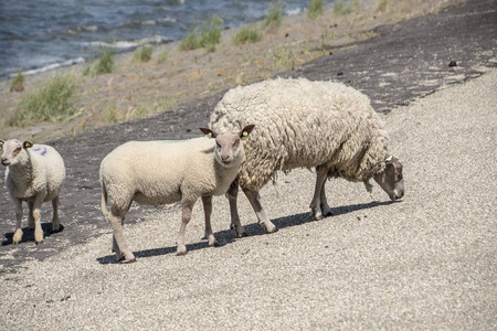 荷兰德塞尔岛堤坝上的绵羊