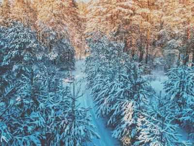 日落时雪松林中的小径。 松枝覆盖着雪。 冬季大自然