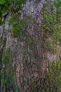 苔藓的老树的树皮。 背景。
