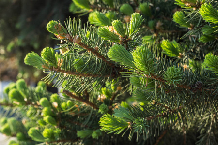 一棵圣诞树的枝条,在阳光下轻轻地用绿色和柔软的针叶照片