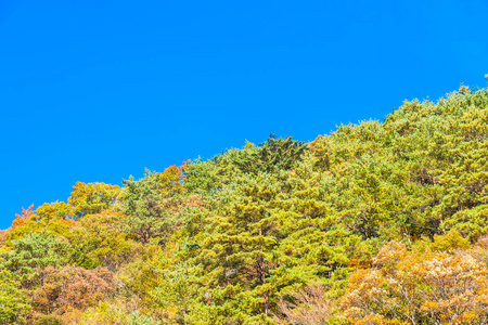 日本秋季枫叶树的美丽景色