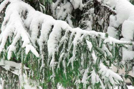 覆盖着厚厚的白雪的云杉树枝