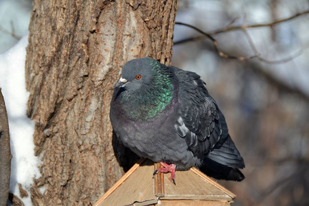 那只可怕的鸽子从树旁的喂食器屋顶上的寒冷中皱起了眉头
