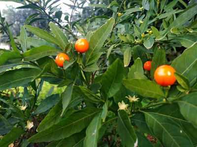 绿底红花上的洋甘菊