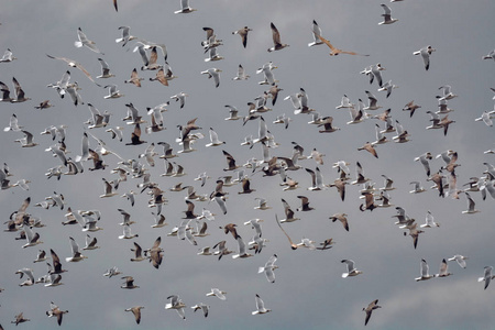 一大群海鸥在天空中飞翔。 免费飞行。 自由概念。 鸟儿在飞翔。