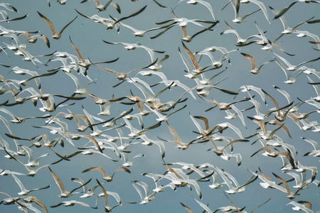 一大群海鸥在天空中飞翔。 免费飞行。 自由概念。 鸟儿在飞翔。
