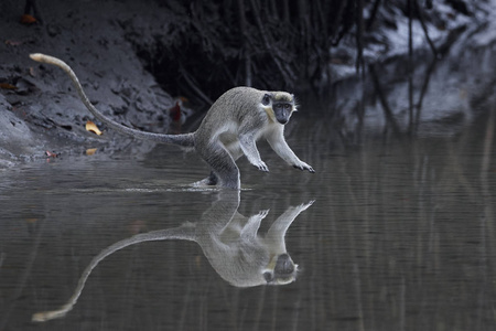 在冈比亚的自然栖息地中的维特猴