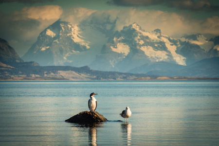 两只鸟坐在海边的岩石上。