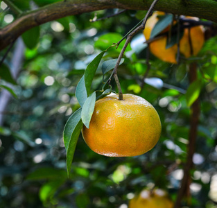 越南南部湄公河三角洲种植园的柑桔果实。