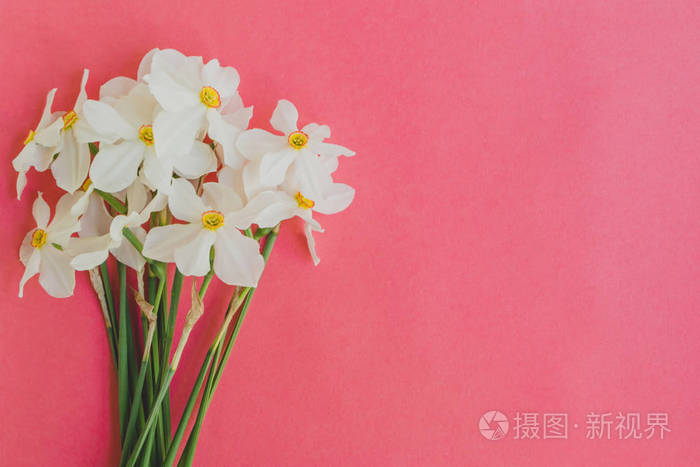 白色水仙花在粉红色背景上的空白空间为您的文本顶部视图.