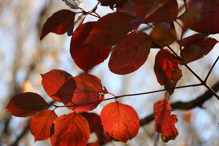 s time for autumn songs of trees, trees that are preparing for a