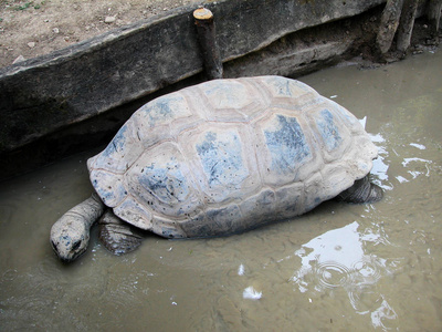 塞舌尔巨大的乌龟在水里