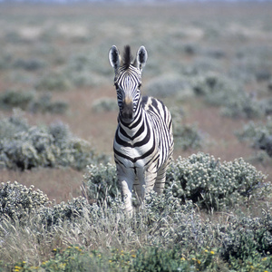 斑马平原马伯切尔里非洲纳米比亚奥西科托埃托沙国家公园