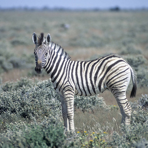 斑马平原马伯切尔里非洲纳米比亚奥西科托埃托沙国家公园