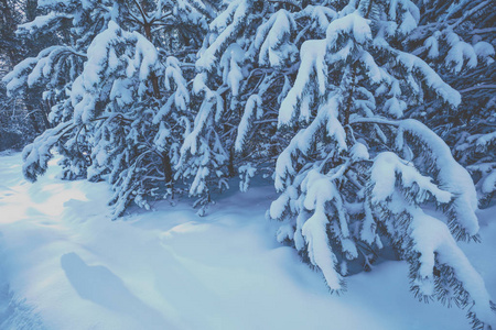 日落时的雪松林。 松枝覆盖着雪。 自然冬季背景。 冬天的自然。 圣诞节背景