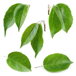 新鲜苹果叶分离在白色上. 收集.照片