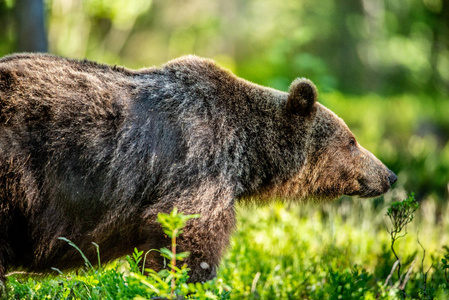 在阳光明媚的一天，在夏天的森林里特写布朗熊的肖像。绿色森林自然背景..科学名称Ursusarctos。