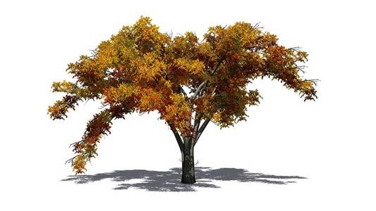 秋天的一棵美国榆树，地板上有阴影白色背景上孤立的