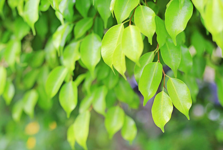 绿树叶在模糊的背景上用干净的图案.野外特写自然树叶照片
