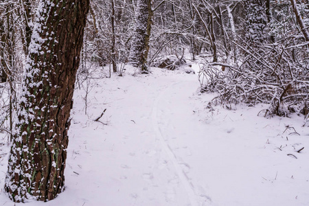 美丽的森林道路被白雪覆盖，森林中的冬季，荷兰森林景观