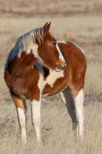 冬天犹他州沙漠中一只可爱的野马驹