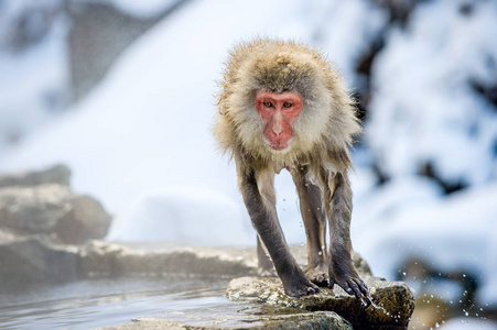 冬季天然温泉的石头上湿湿的日本猕猴。日本猕猴科学名称马卡福斯卡塔，又称雪猴。