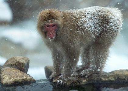 日本猕猴靠近天然温泉。 日本猕猴科学名称马卡福斯卡塔也被称为雪猴。 自然栖息地冬季季节。