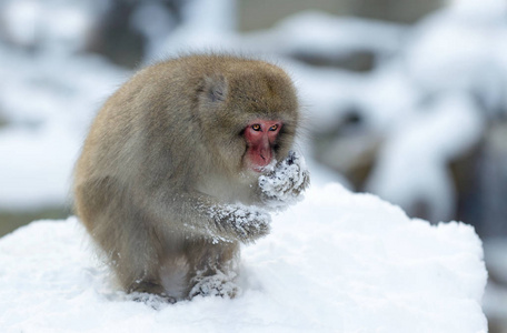 雪上的日本猕猴。 日本猕猴科学名称马卡福斯卡塔也被称为雪猴。 自然栖息地冬季季节。