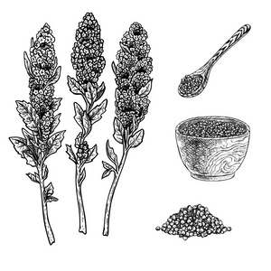 手绘一套藜麦植物粥在碗, 勺子和种子.复古矢量草图照片