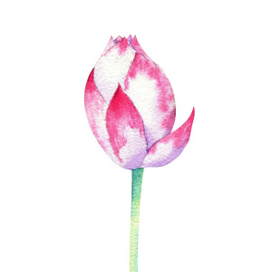 莲花水彩画的小粉红色花朵