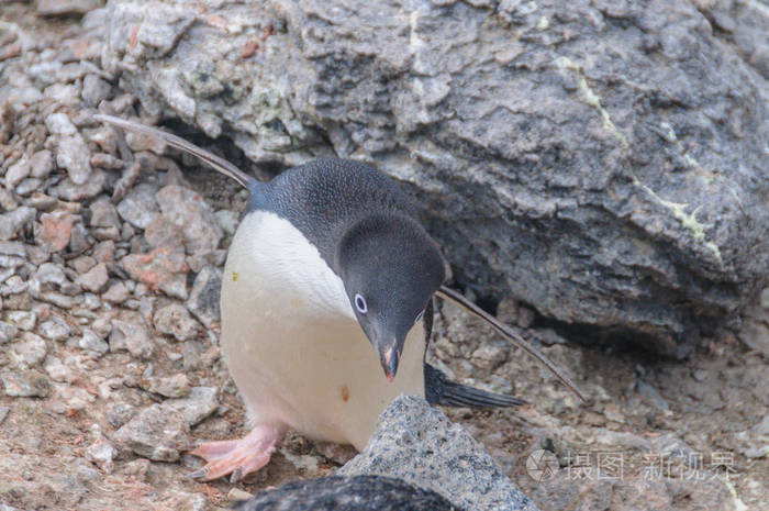 阿德利企鹅在布莱岛
