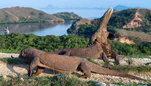 科莫多龙Varanuskomodoens is站在它的后腿上，嗅着空气。 它是世界上最大的活蜥蜴。 在林卡岛。 印度尼西亚。