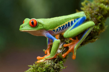 红蹼树蛙红眼树蛙照片